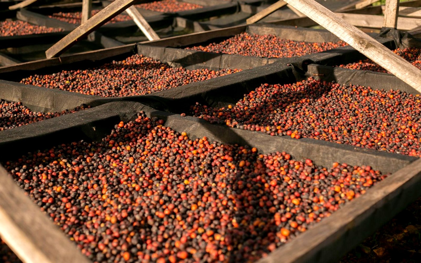 Café secándose en camas elevadas en una finca