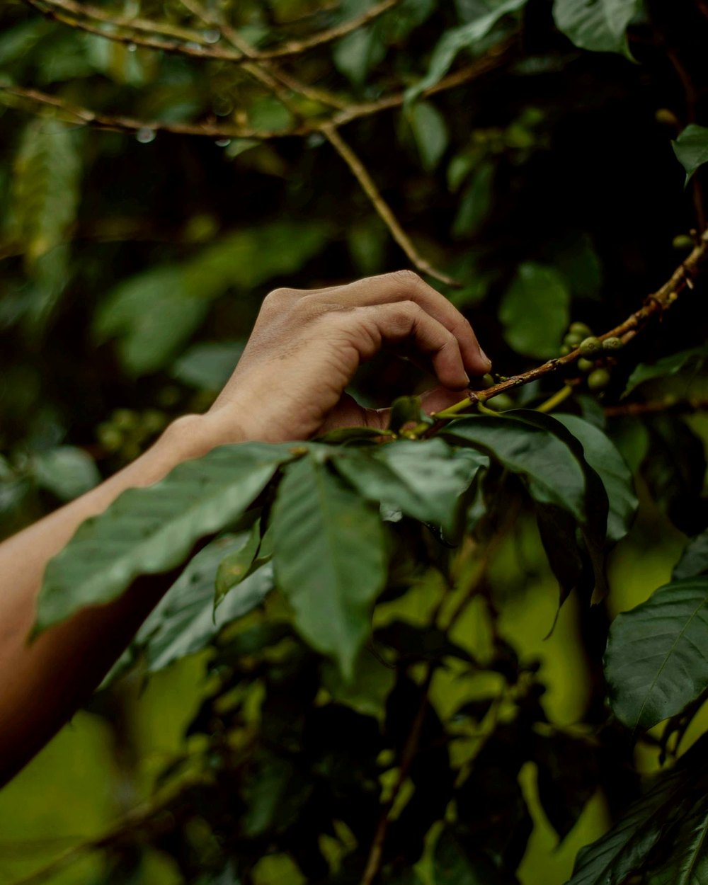 Mano recogiendo cerezas de café en una finca colombiana
